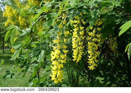 Green Leaves And Yellow Flowers Of Laburnum Anagyroides In Mid May