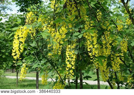 Laburnum Anagyroides In Full Bloom In Mid May