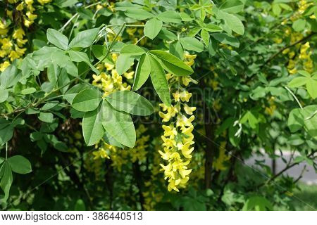 Leaves And Yellow Flowers Of Laburnum Anagyroides In Mid May