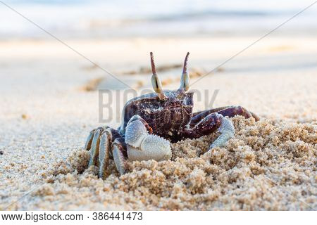 Funny Little Crab With Big Eyes, Marine Mammal On The Island Of Koh Samui In Thailand, Decapod Crust