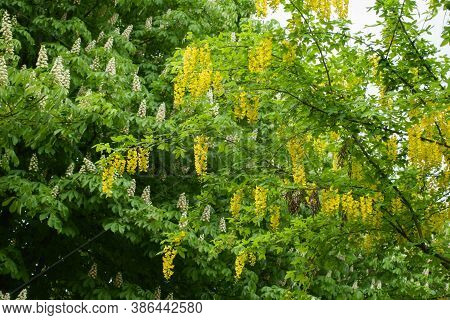 Numerous Yellow Racemes Of Laburnum Anagyroides In May