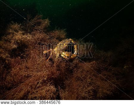 A Closeup Picture Of A Crab In A Beautiful Marine Environment. Picture From Oresund, Malmo In Southe