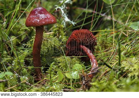 The Bloodred Webcap (cortinarius Sanguineus) - Poisonous