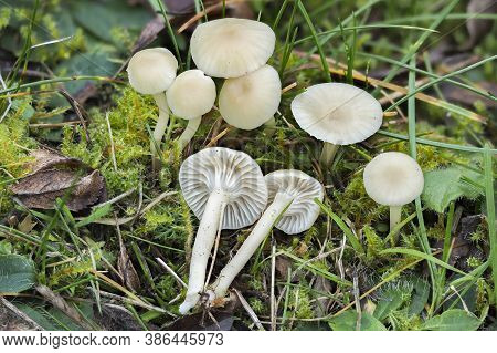 The Cuphophyllus Russocoriaceus Is A Waxcap Mushroom