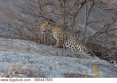 An Adult Indian Leopard With Its Twisted Tail Gracefully Stretching With Its Right Paw Ahead On A Ro