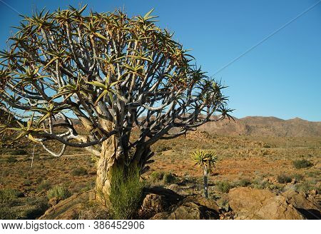 Quiver Tree Or Kokerboom In South Africa