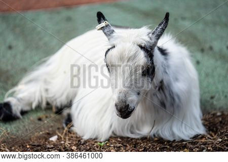 American Pygmy Is An American Breed Of Achondroplastic Goat