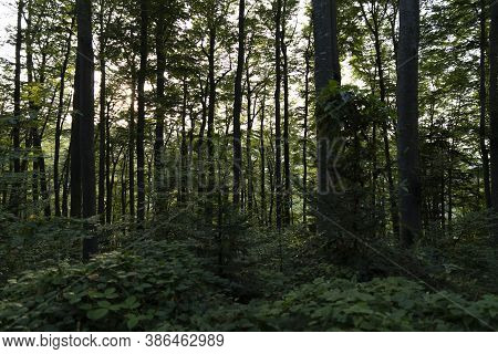 Trees In The Forest With Sun Setting In The Distance