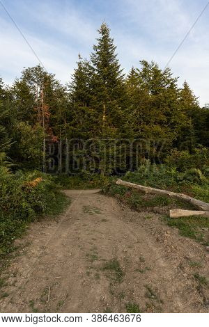 Pine Trees And Hiking Path In The Mountain