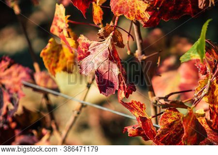 Colors Of France