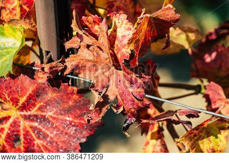 Colors Of France