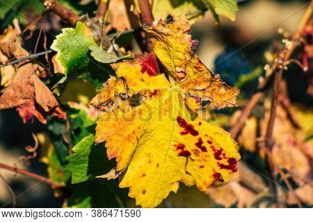 Colors Of France