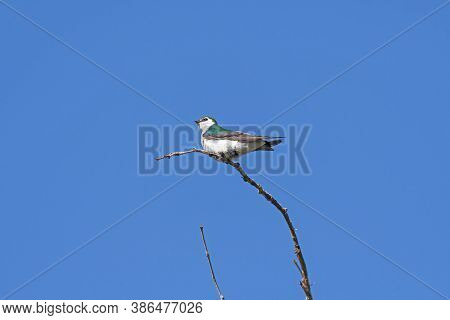 Violet Green Swallow In A Tree Top In Rocky Mountain National Park In Colorado