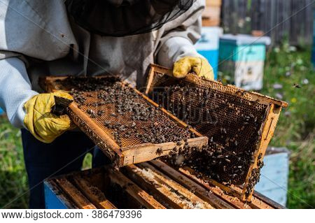 The Beekeeper Looks After Bees, Honeycombs Full Of Honey, In A Protective Beekeepers Suit At Apiary.