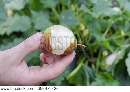 A Man's Hand Holds A Bitten Off Pear With A Red Side On A Green Natural Background.