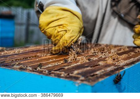 Beekeeper Opens The Beehouses Cover To Take Honey Out Of It