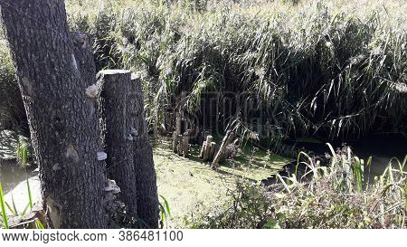 A Narrow River Flows In Reeds And Dams Of The Wood