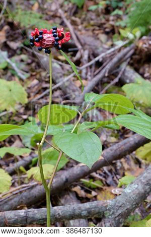 Paeonia Obovata. Reverse-oval Peony Growing Wild In The Forest Of The Far East. Selective Focus.
