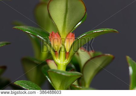 Goldfish Plant Flower, Nematanthus Gregarious