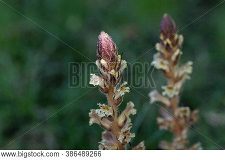 Flower Of An Ivy Broomrape, Orobanche Hederae