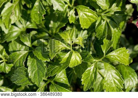 Leaves Of A Jiaogulan Plant, Gynostemma Pentaphyllum