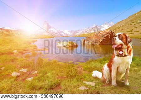 Saint Bernard Rescue Dog With A Keg Of Brandy In Stellisee Lake With Matterhorn Peak. Mount Cervin O
