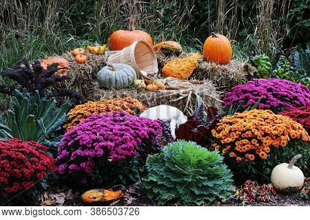 Colors Of Autumn Background. Bright Colors Fall Season Outdoor Decoration With Potted Chrysanthemums