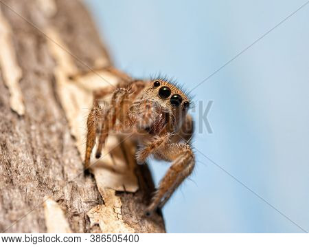 Tiny female Habronattus coecatus jumping spider looking at the viewer
