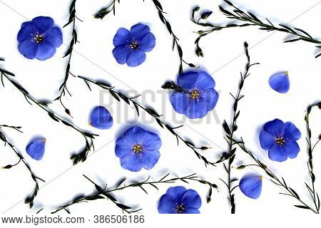 Texture Blue Little Flowers And Twigs Lie On A White Background