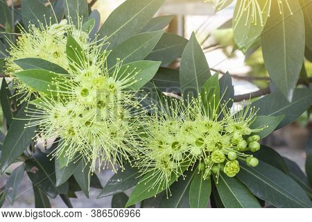 Golden Penda, Expo Gold, First Love, Love At First Sight On Nature Background In The Garden.