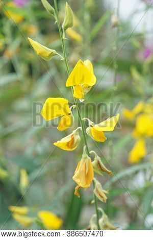 Close Up Yellow Sunn Hemp Flower In Nature Garden