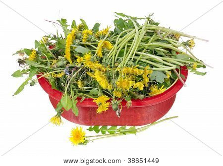 LÃ¶wenzahn-Salat