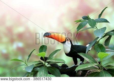 Beautiful colorful toucan bird (Ramphastidae) on a branch in a rainforest. On blurred background of green color. Copy space for text