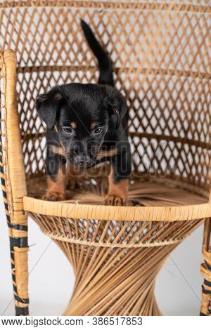 A Portrait Of A Cute Jack Russel Terrier Dog, Standing On A Rattan Chair, Isolated On A White Backgr