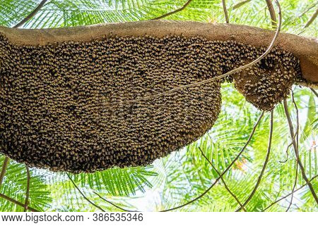 Closeup Huge Beehive Of Giant Honey Bees On Tree Branch