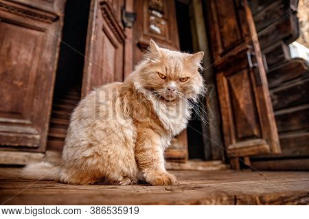 Angry Homeless Fluffy Cat Sits Near Wooden House. Concept Of Dissatisfaction With Work, Life Is Mond
