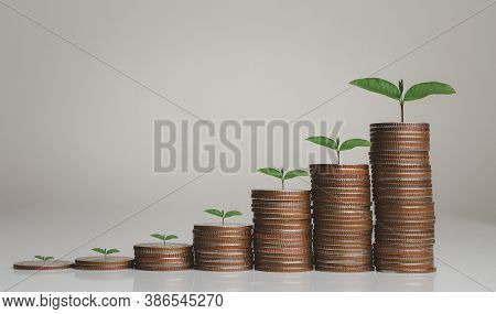 Money Coin Stack Growing Graph.tree Growing On Coin.saving Money And Investment Concept.