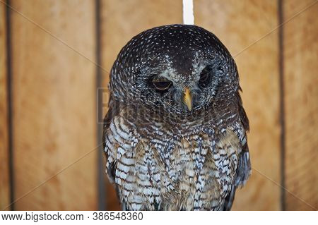 Southern African Pearl-spotted Owlet That Is About To Close Its Eyes.