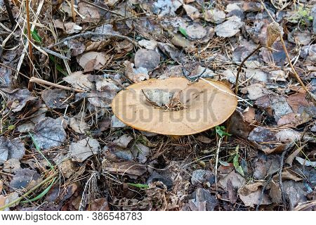 Paxillus Involutus In Late Autumn. Edible Mushroom In The Autumn Forest.