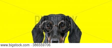 shy teckel dachshund dog with big eyes wearing glasses and hiding on yellow background