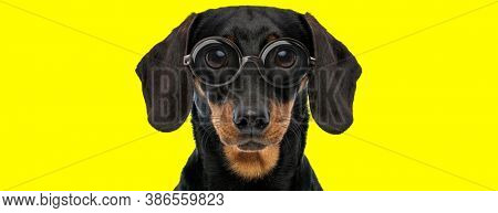 cute teckel dachshund dog with big eyes wearing glasses on yellow background