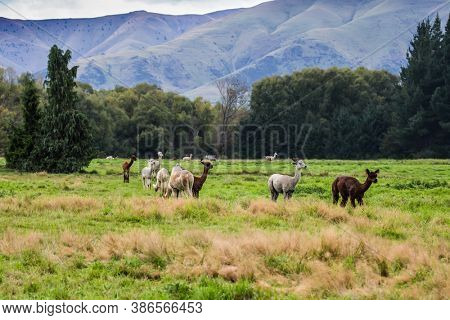 Herd of colorful llamas grazes on a green lawn. Animal breeding farm for wool and meat. The concept of exotic, ecological and photo tourism 
