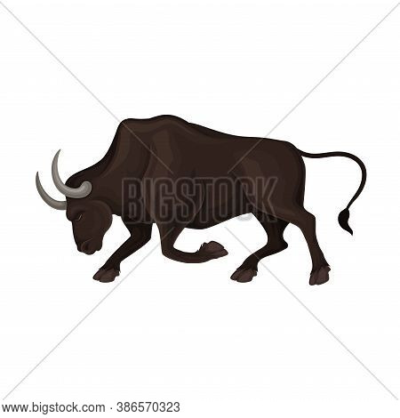 Aggressive Bull With Horns As Animal For Spanish Corrida Vector Illustration
