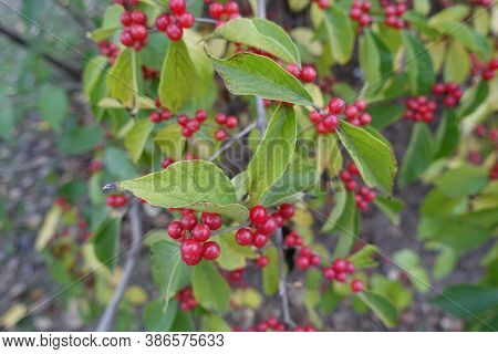 Numerous Red Berries In The Leafage Of Lonicera Maackii In October