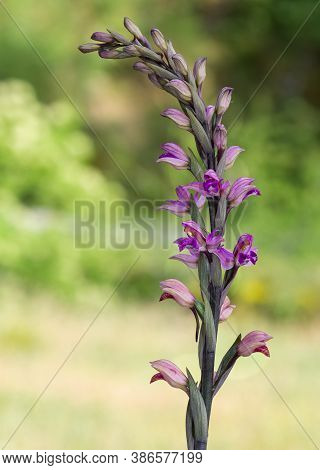 Natural Flower Photos Growing In The Countryside
