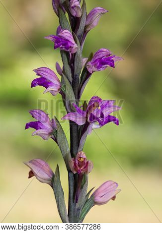 Natural Flower Photos Growing In The Countryside