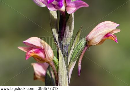 Natural Flower Photos Growing In The Countryside