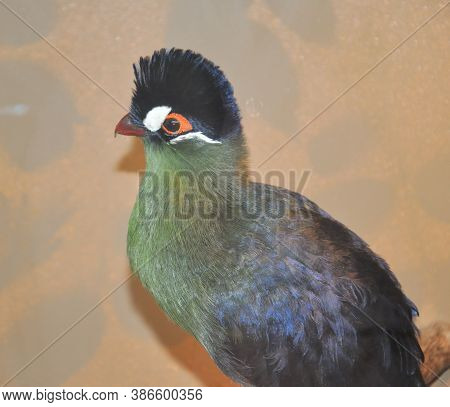 Bird Hartlaub's Turaco (latin. Tauraco Hartlaubi), Blue-thodoco Tauraco