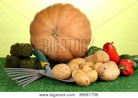 Reif Kartoffeln mit Kürbis und Pfeffer auf Gras auf grünem Hintergrund Nahaufnahme