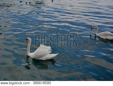 White Swans Swimming On Lake Garda With Vibrant Blu Water Reflections. No People